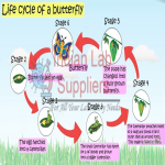 Life Cycle of a Butterfly